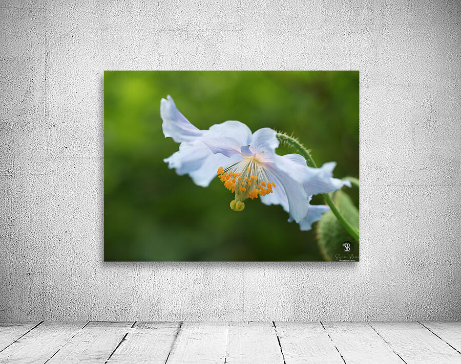 Himalayan Poppy Wall Preview