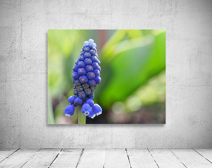 Muscari Wall Preview