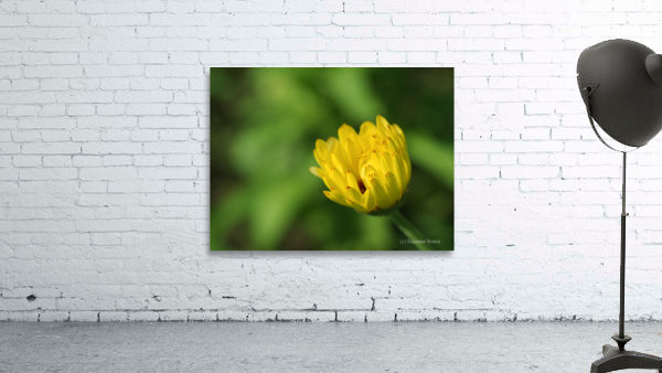 Yellow Bud Wall Preview