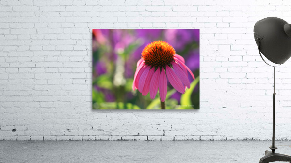 Purple Coneflower Wall Preview