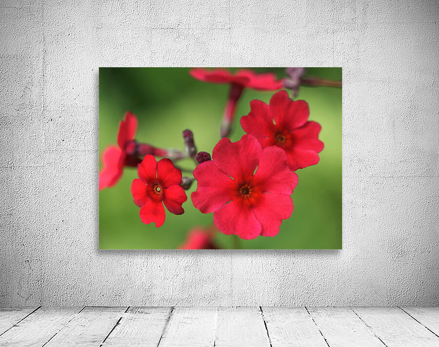 Japanese Primrose Wall Preview