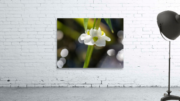 Threeleaf Arrowhead Wall Preview