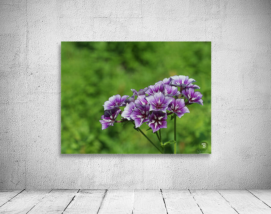 Phlox Bouquet Wall Preview