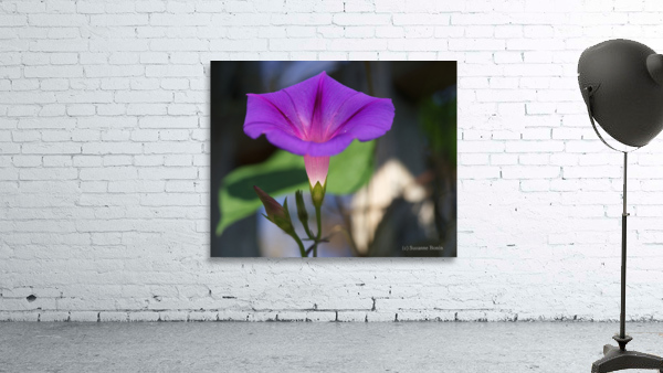 Shine Bright Wall Preview