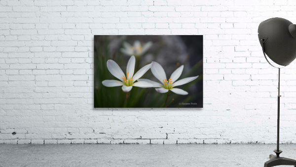 Swamp Lily Wall Preview