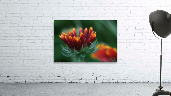 Firewheel Wall Preview