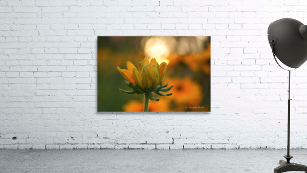 Another Day Wall Preview