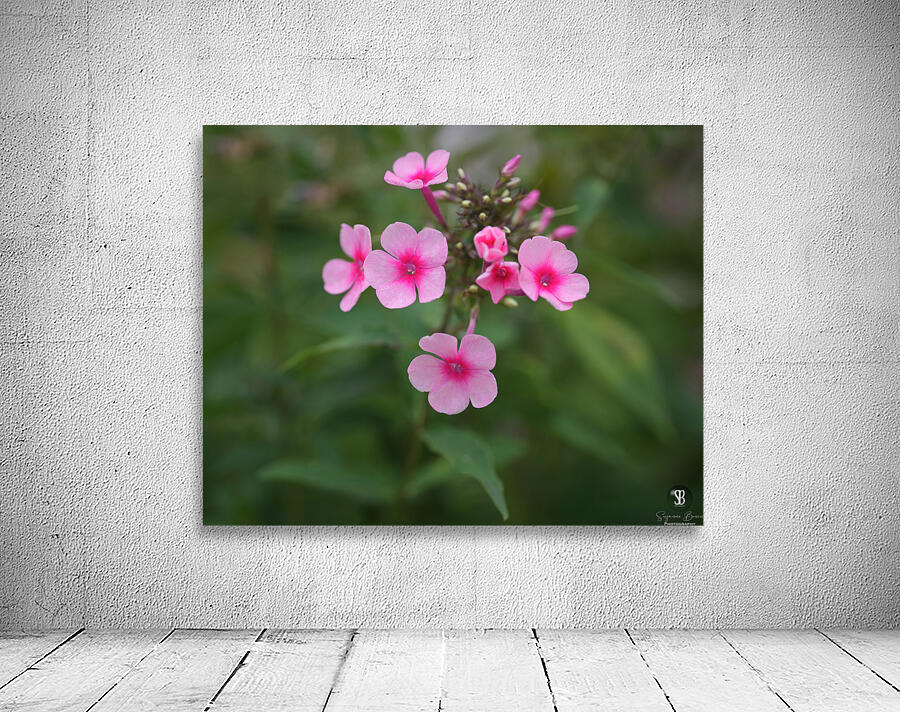 Morning Beauties Wall Preview