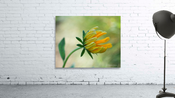 This Way Wall Preview