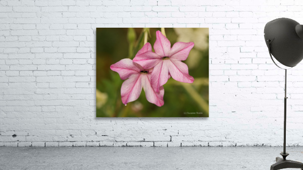 Pink Stars Wall Preview