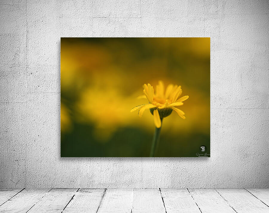 Fragile Beauty Wall Preview