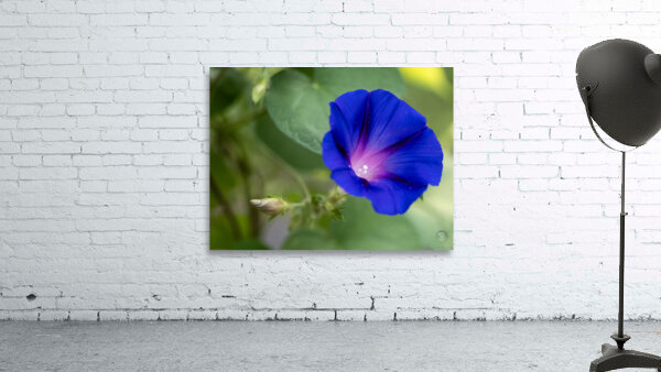 Purple Morning Glory with bud Wall Preview