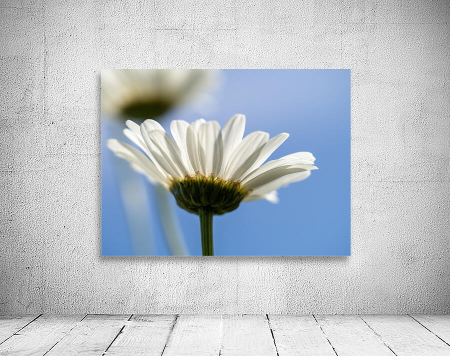 Oxeye Daisies Wall Preview