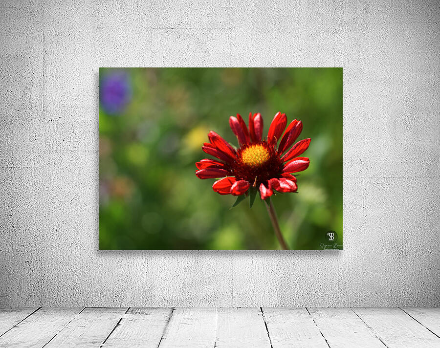 Dazzler Wall Preview