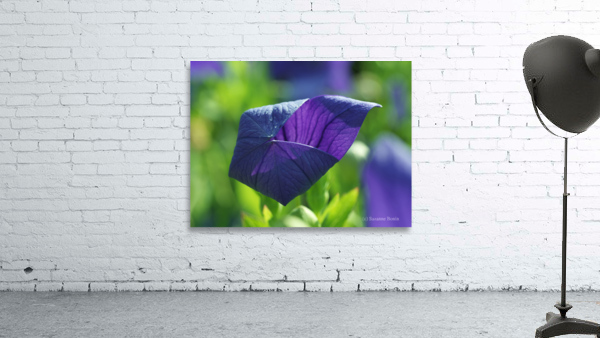 Coin coin Wall Preview