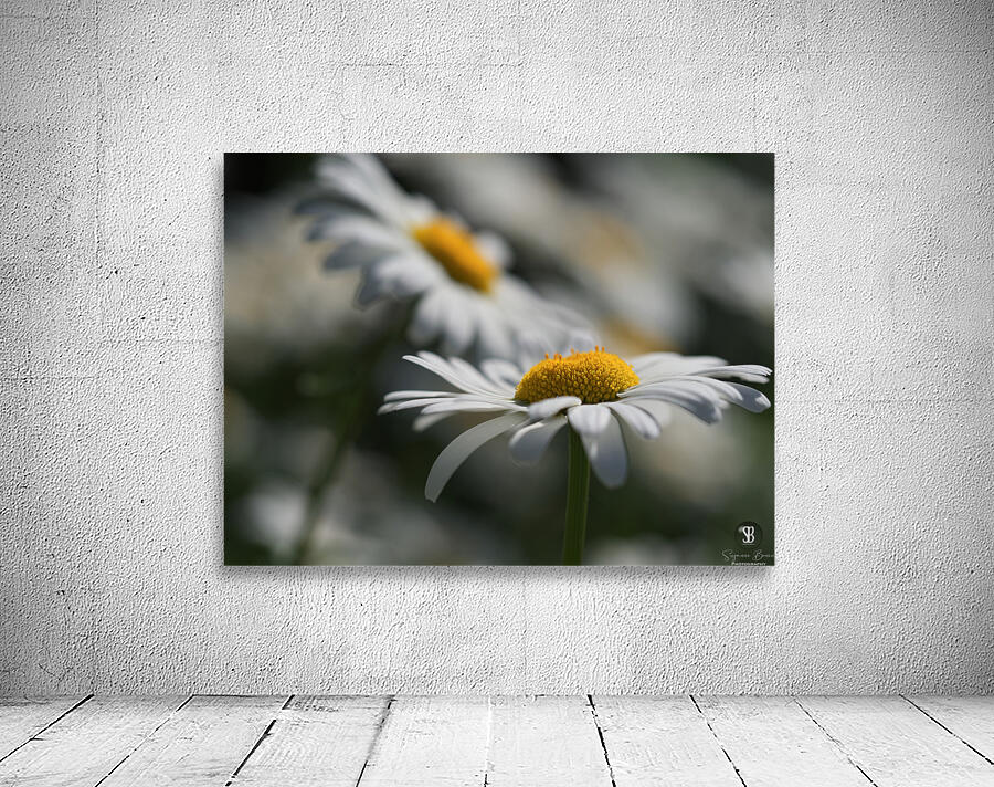 Marguerites Wall Preview