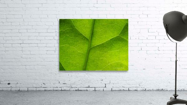 Leaf Texture Wall Preview