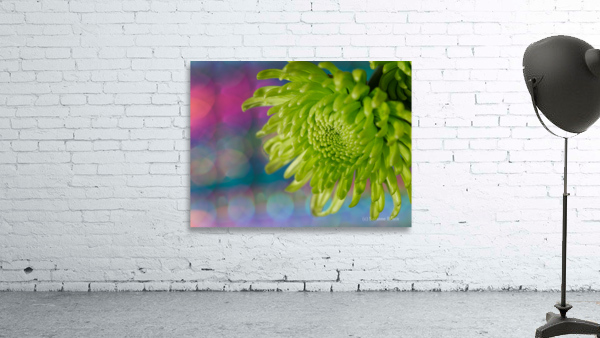 Green Chrysanthemum Wall Preview