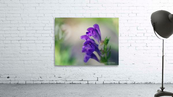 Teasers Wall Preview