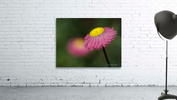 Strawflower Wall Preview