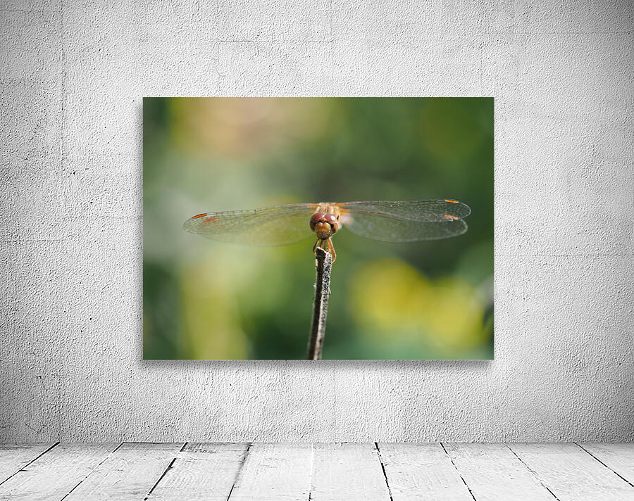 Dragonfly Wall Preview