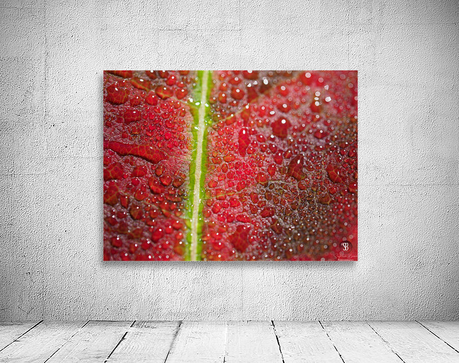 Maple Leaf Wall Preview