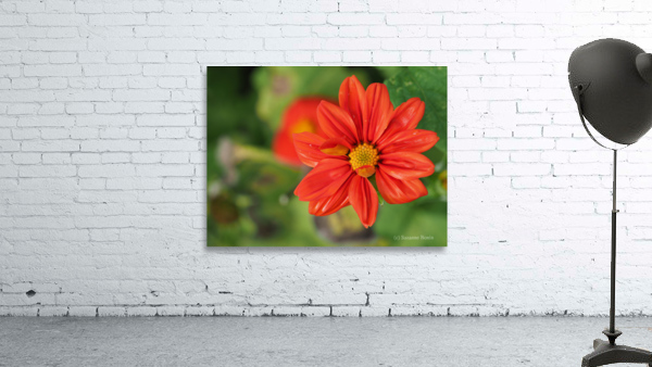 Red Dahlia Wall Preview