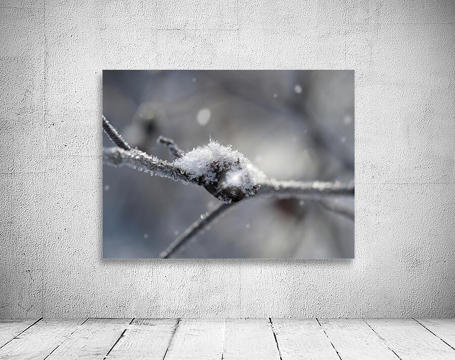 Frozen Wild Berry Wall Preview