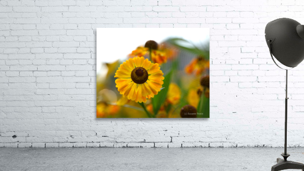 A Beautiful Day Wall Preview