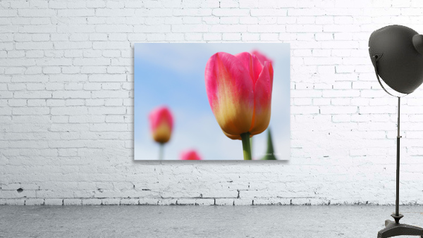 Pastel Tulips Wall Preview