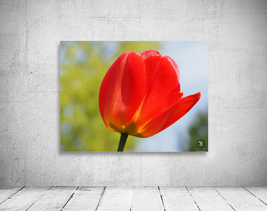 Pop of Color Wall Preview