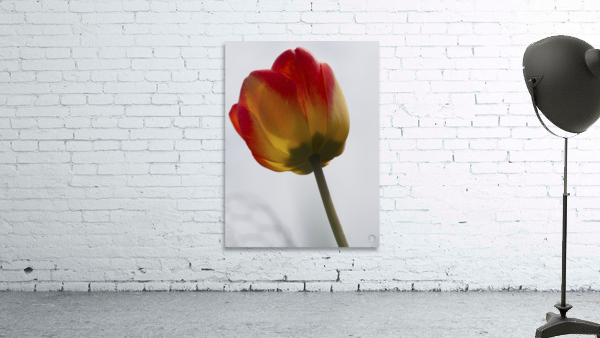 Tall One Wall Preview