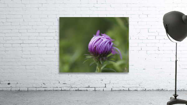 Dew Kissed Flower Bud Wall Preview