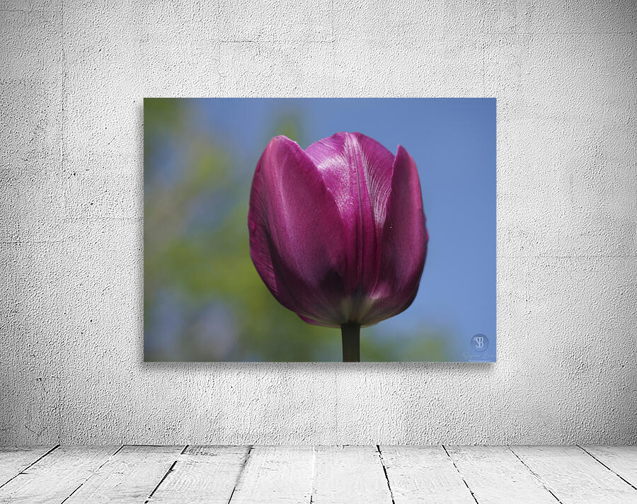 Perfect Day Wall Preview