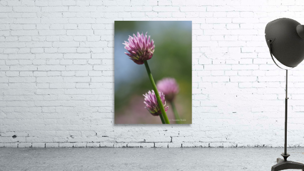 Pink Onion Wall Preview