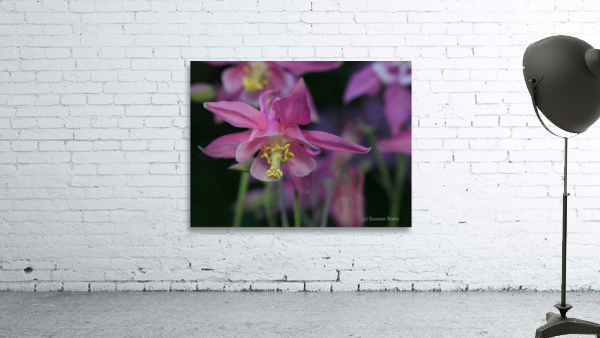 Darling Columbine Wall Preview