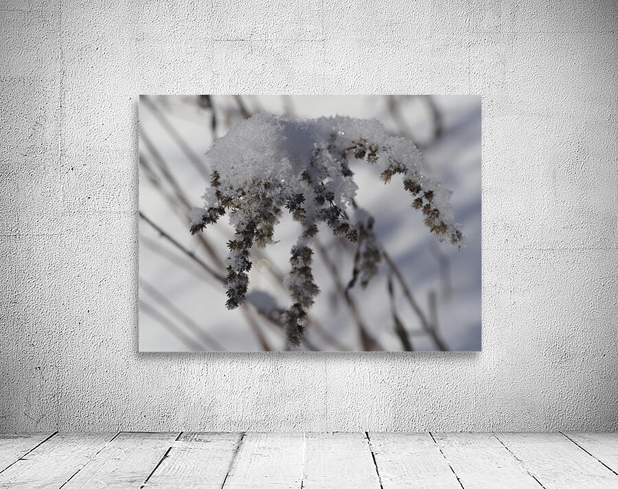 Frozen Goldenrod Wall Preview