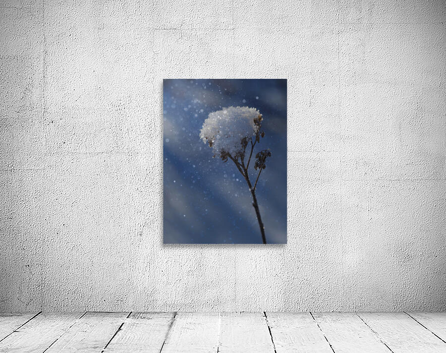 Frozen Top Wall Preview