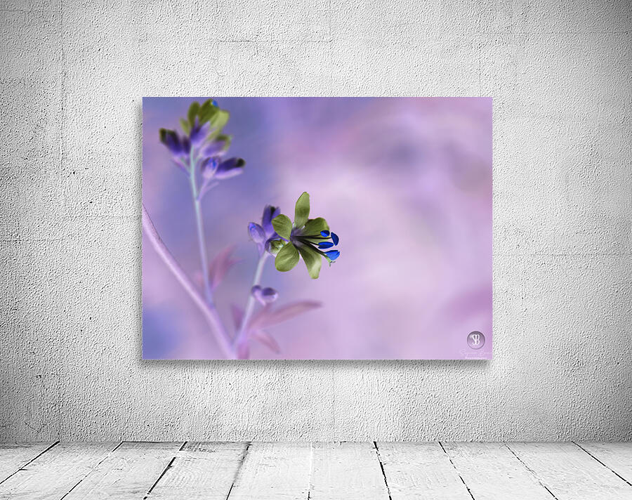 Jacob s Ladder Wall Preview