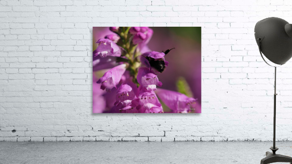 Looking for Something Wall Preview