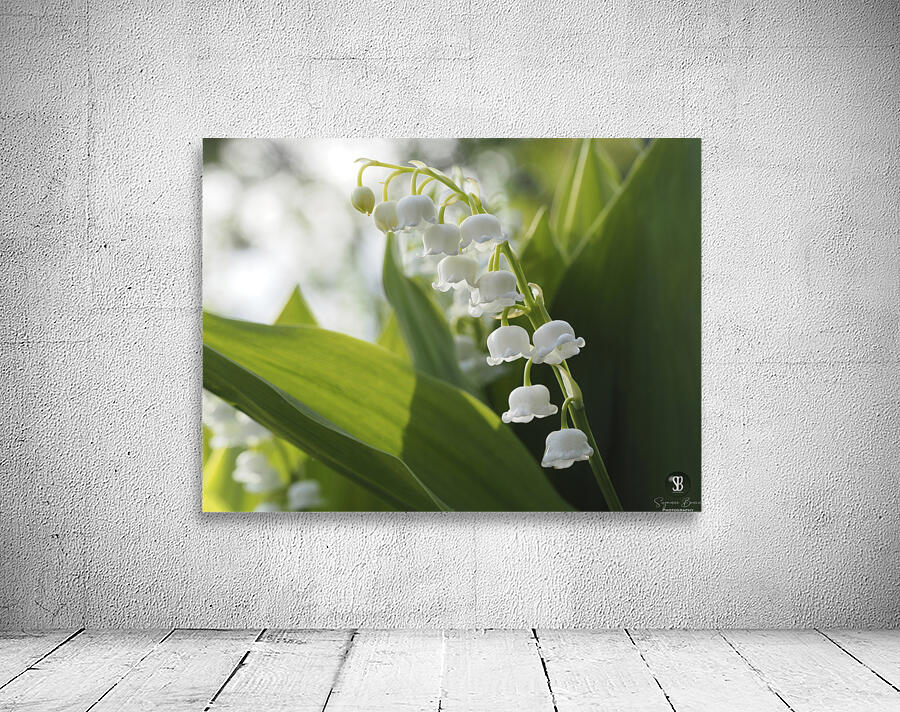 May Lilies Wall Preview