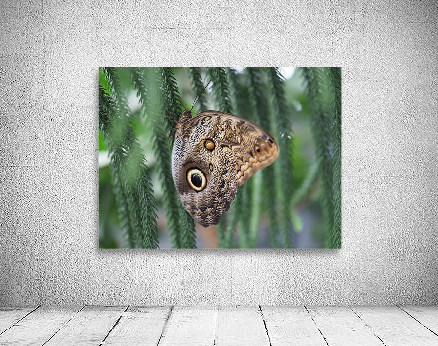Owl Butterfly Wall Preview