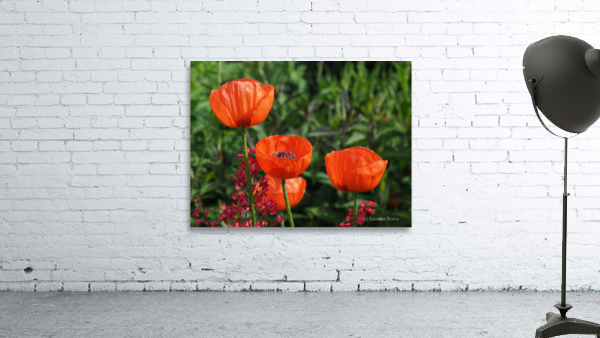 Poppies Wall Preview