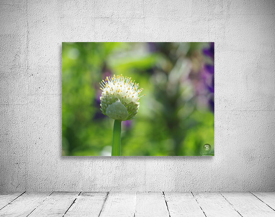 Pretty Onion Wall Preview