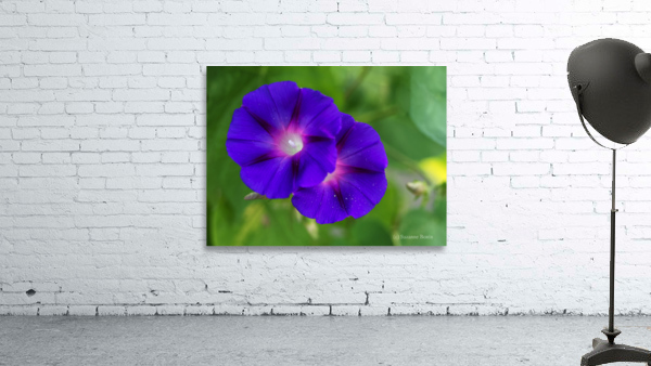 Purple Morning Glories Wall Preview