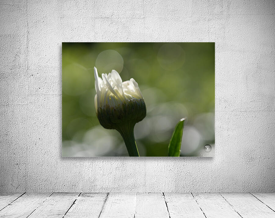 Tranquility Wall Preview