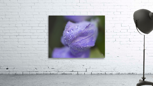 Droplets on a Bellflower Wall Preview