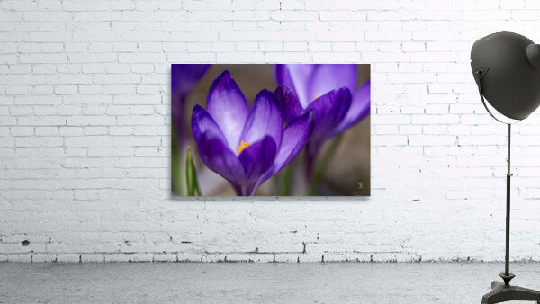 Crocus Closeup Wall Preview