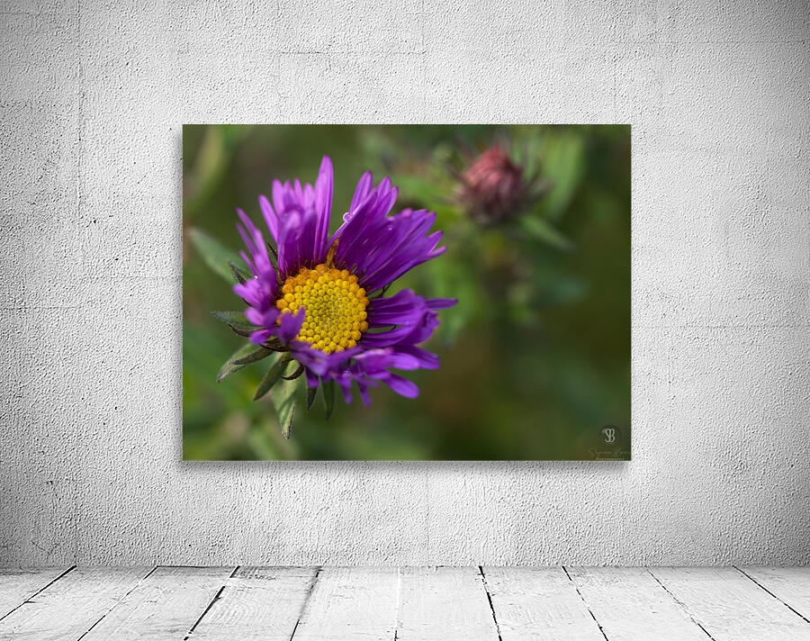 Alpine Aster Wall Preview