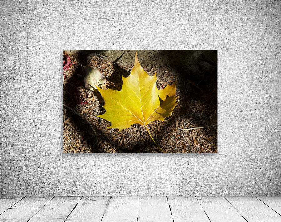 Single Maple Leaf Wall Preview